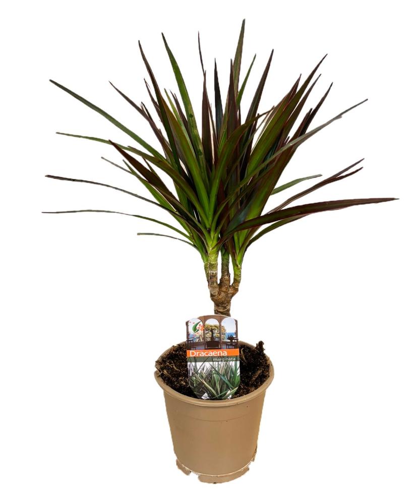 dracaena