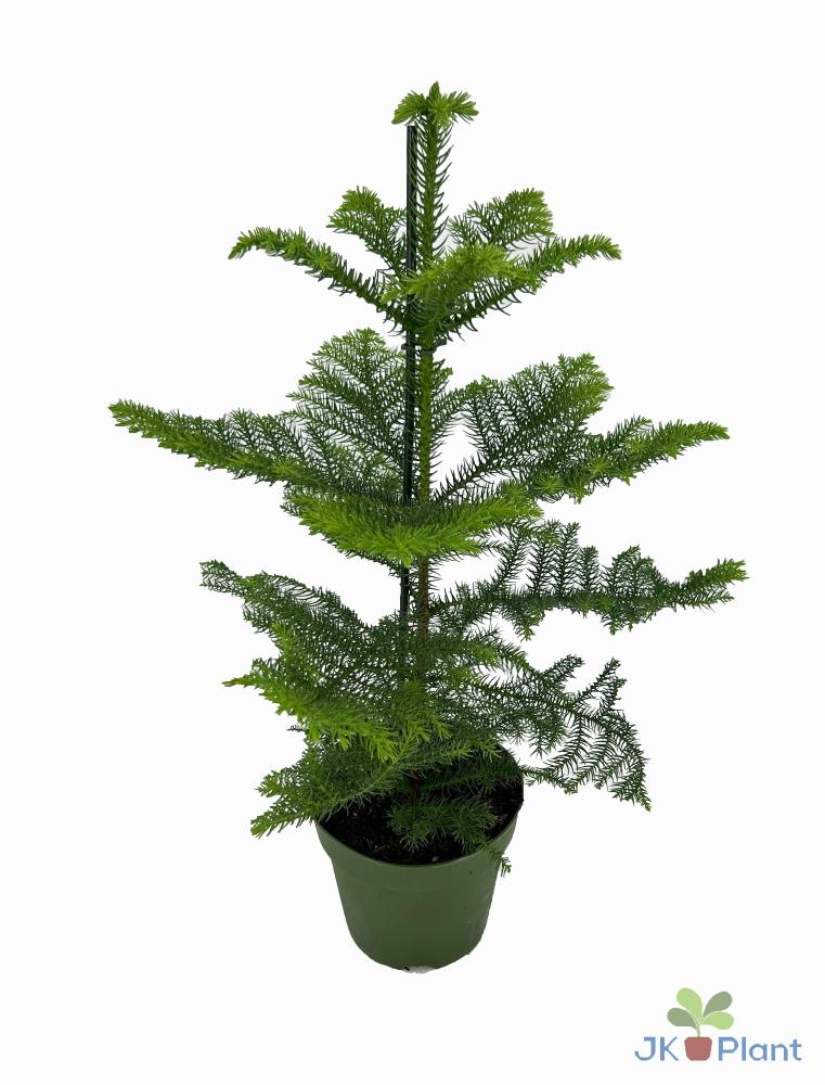 Araucaria