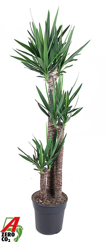Yucca