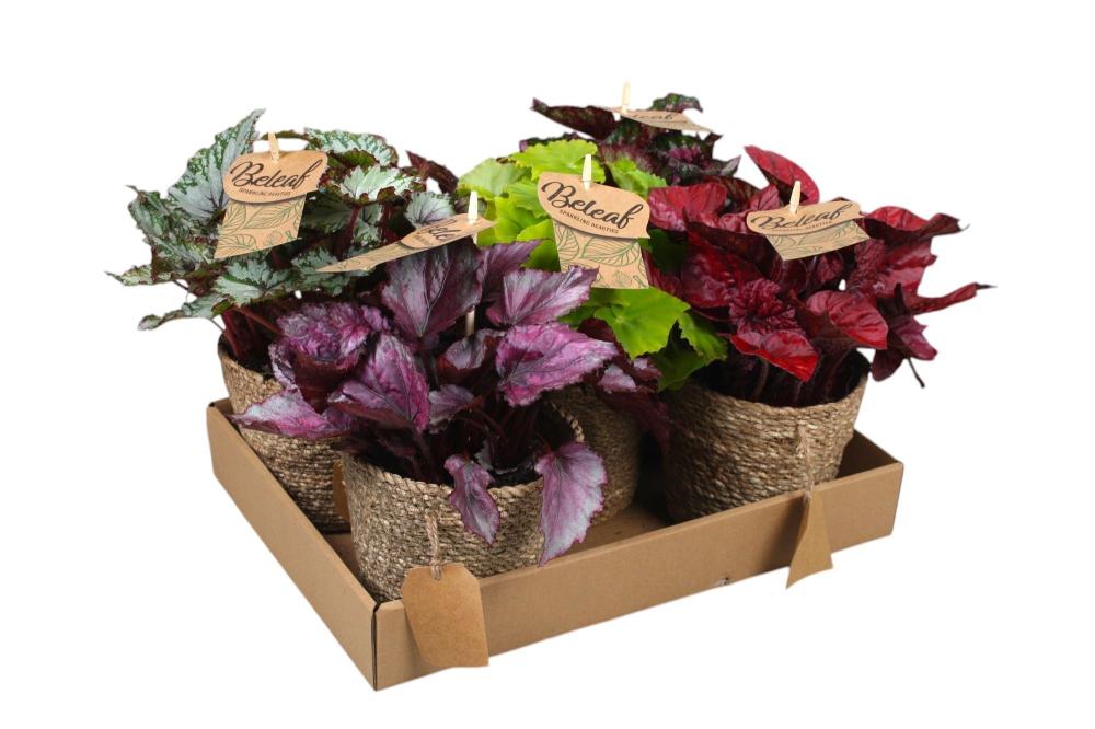 plantes valorisées intérieur