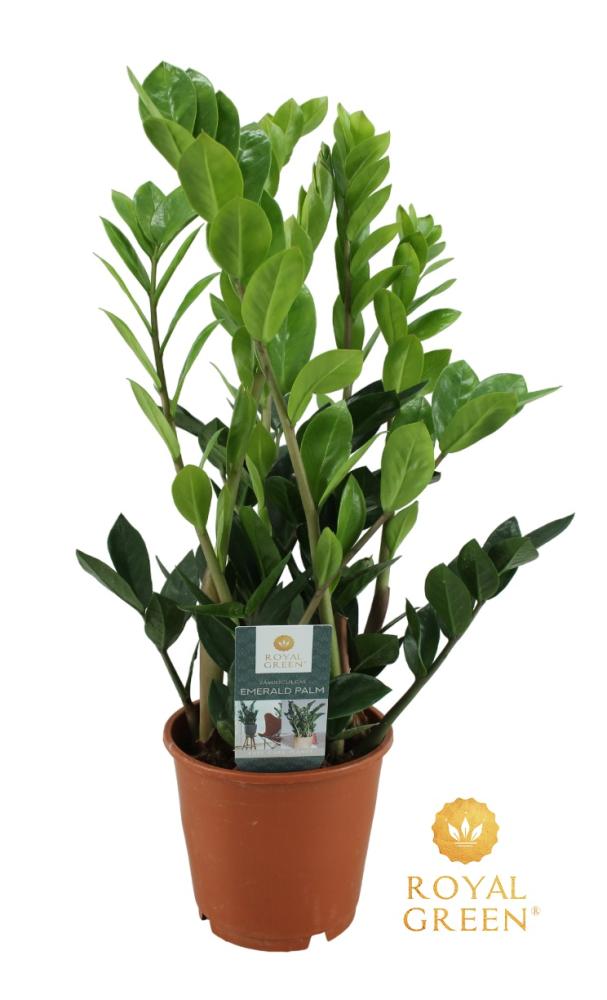 Zamioculcas