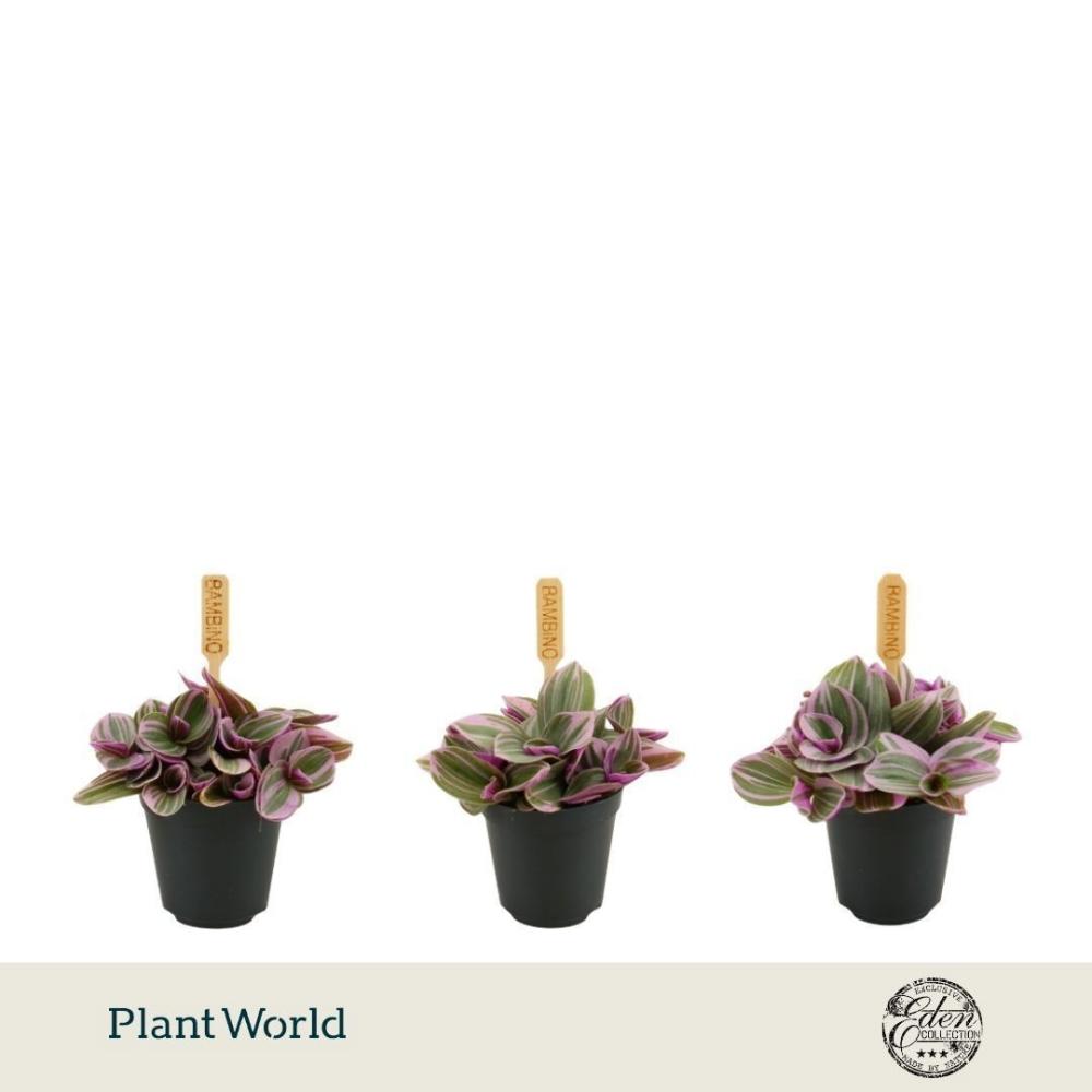 Tradescantia