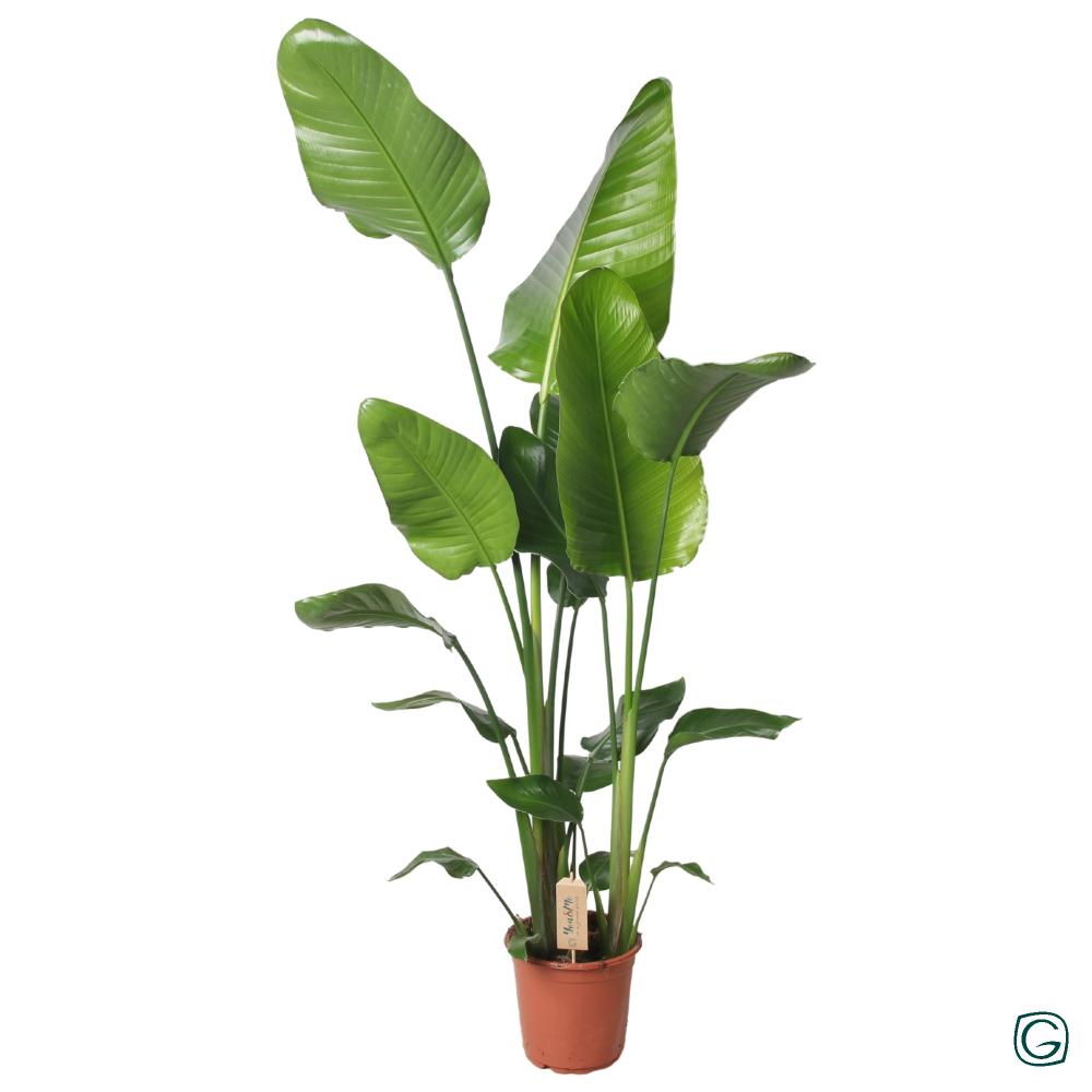 Strelitzia