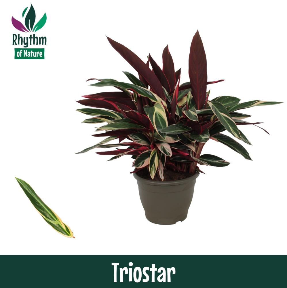 Stromanthe