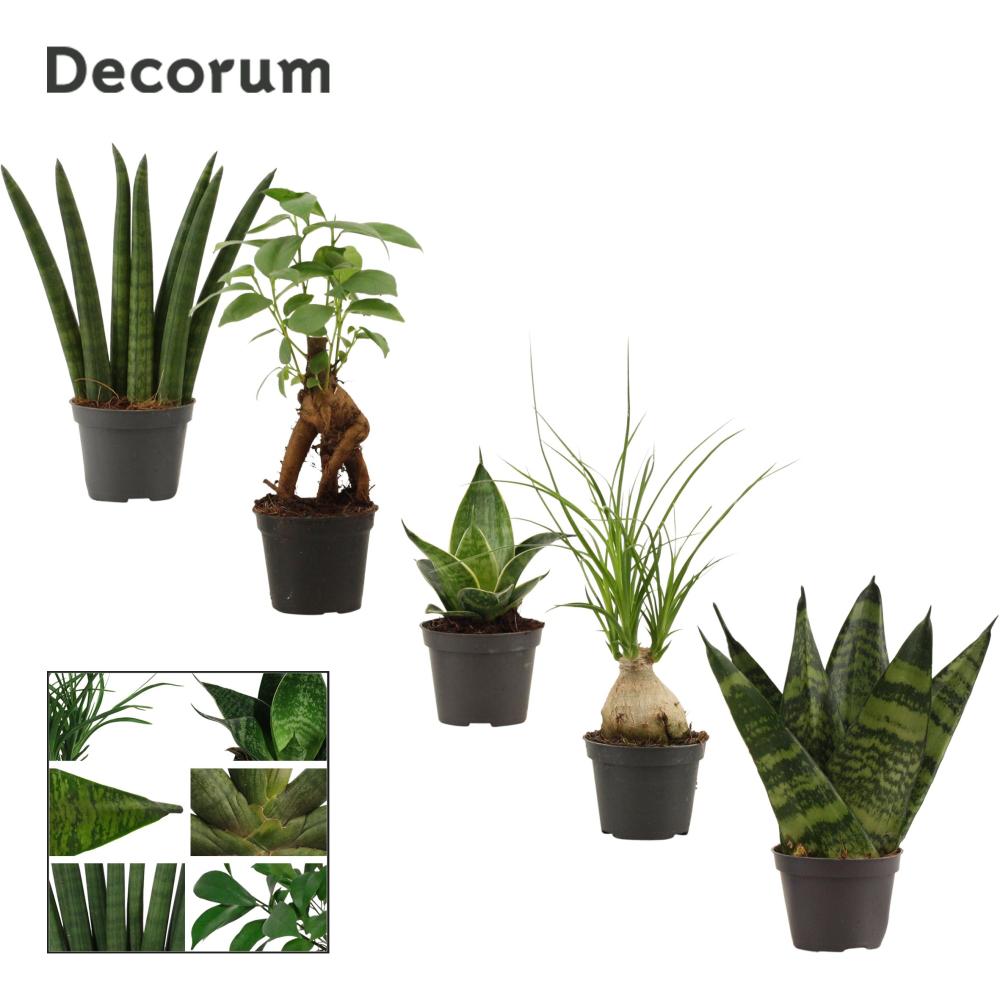 Plantes