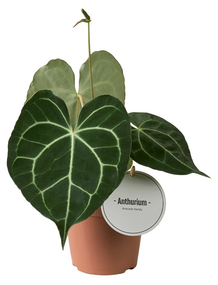 Anthurium