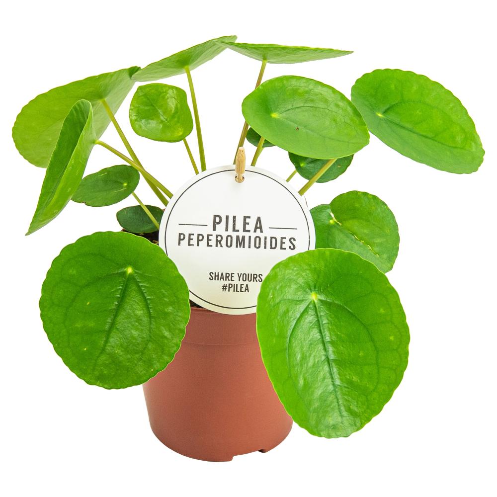 Pilea
