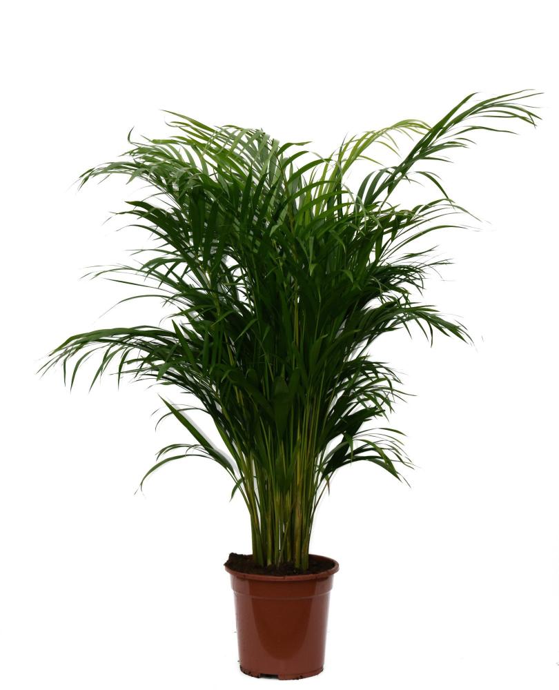Areca-dypsis