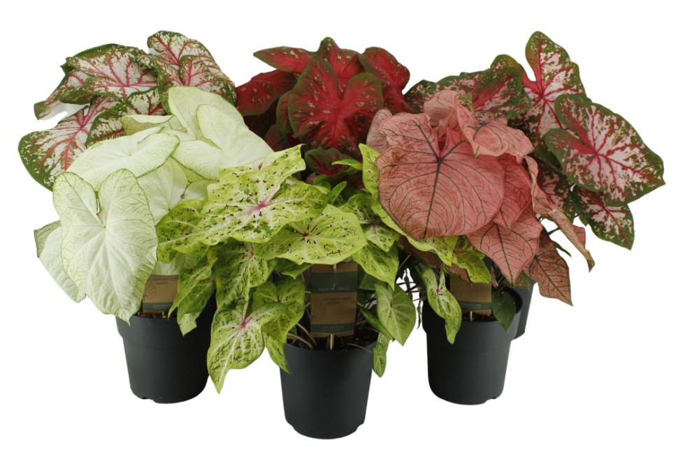 Caladium