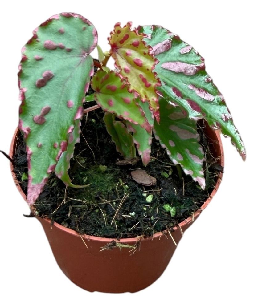 Begonia feuillage