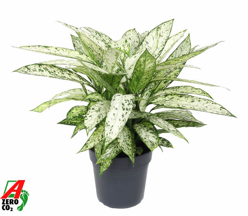 Dieffenbachia