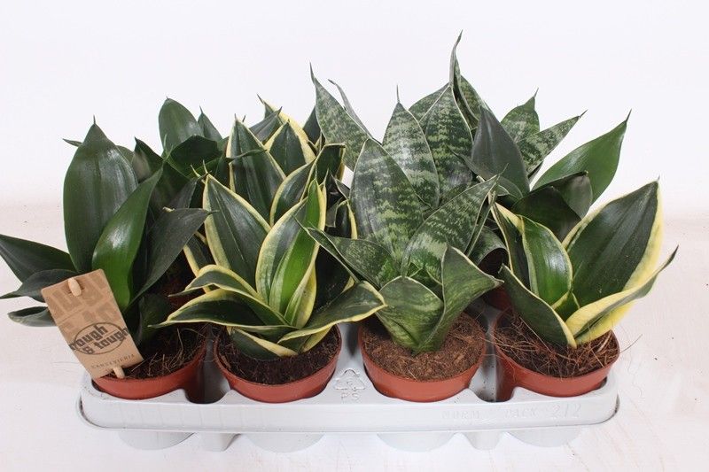 Sansevieria