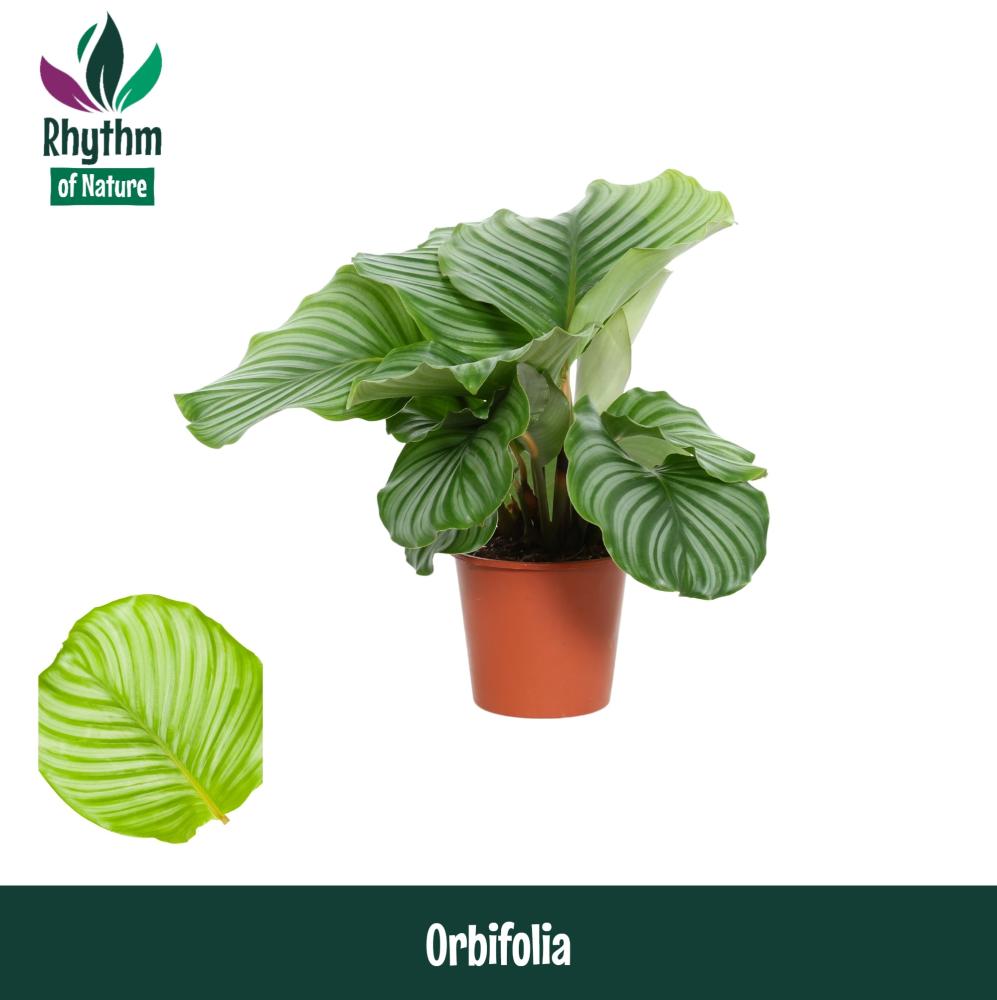 Calathea