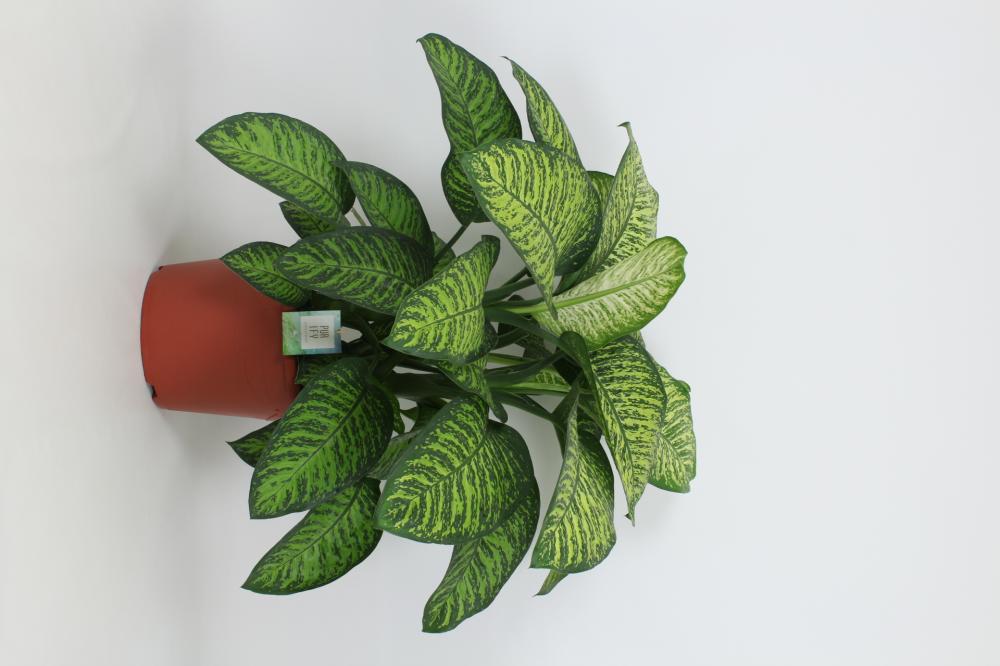 Dieffenbachia