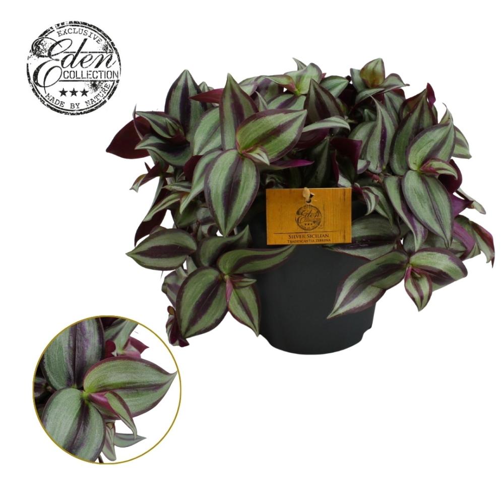 Tradescantia