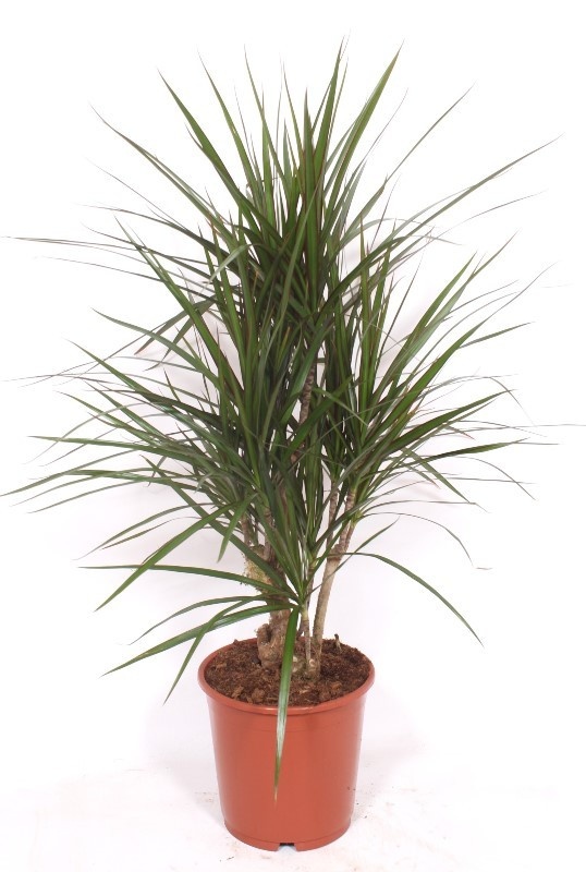 Dracaena