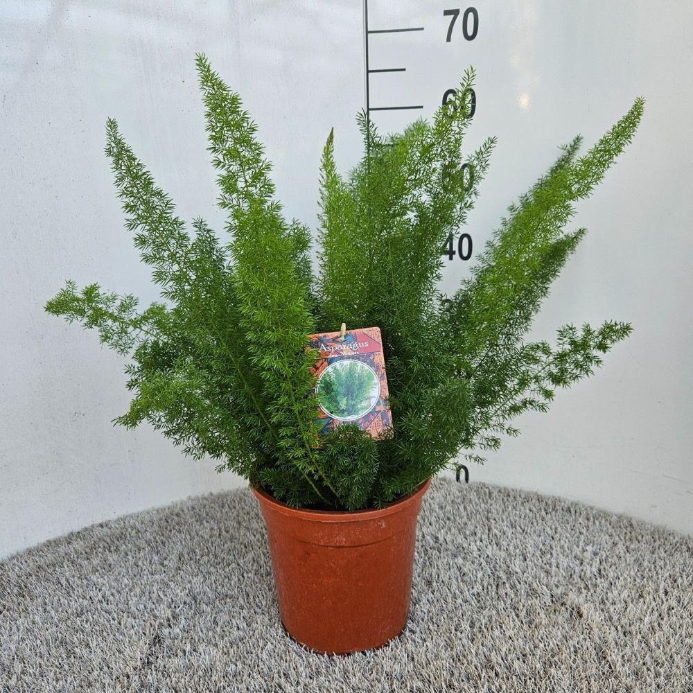 Asparagus