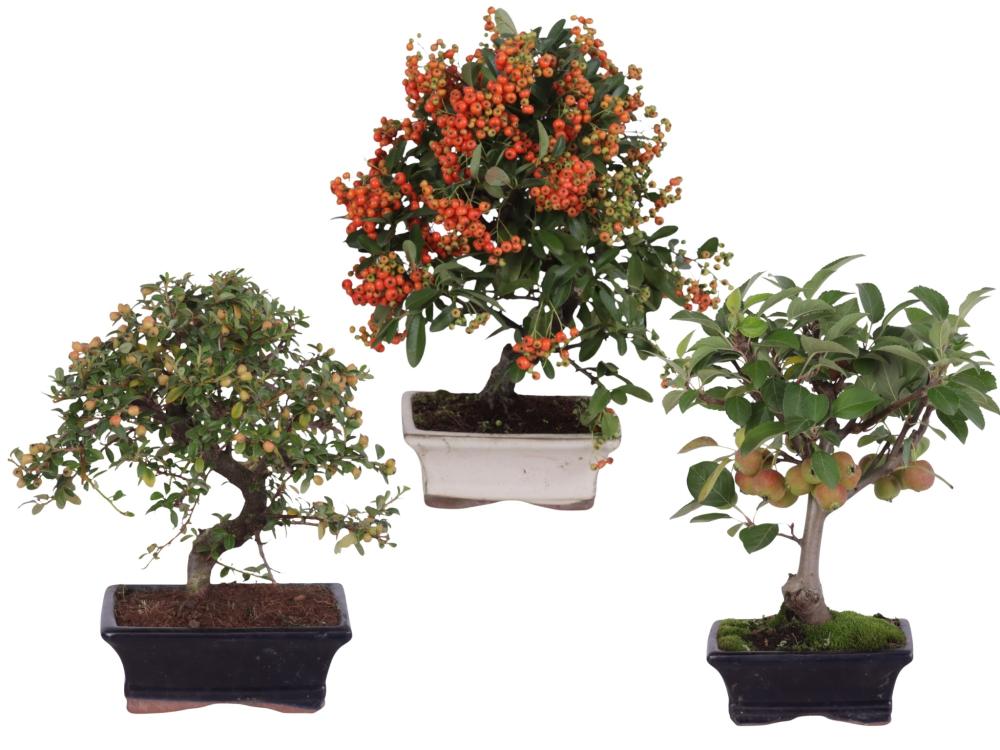 bonsai