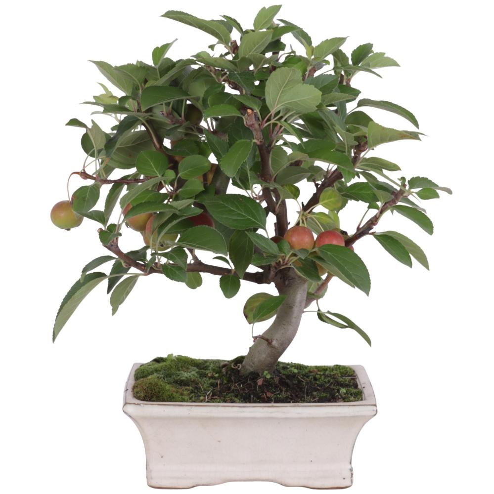 bonsai