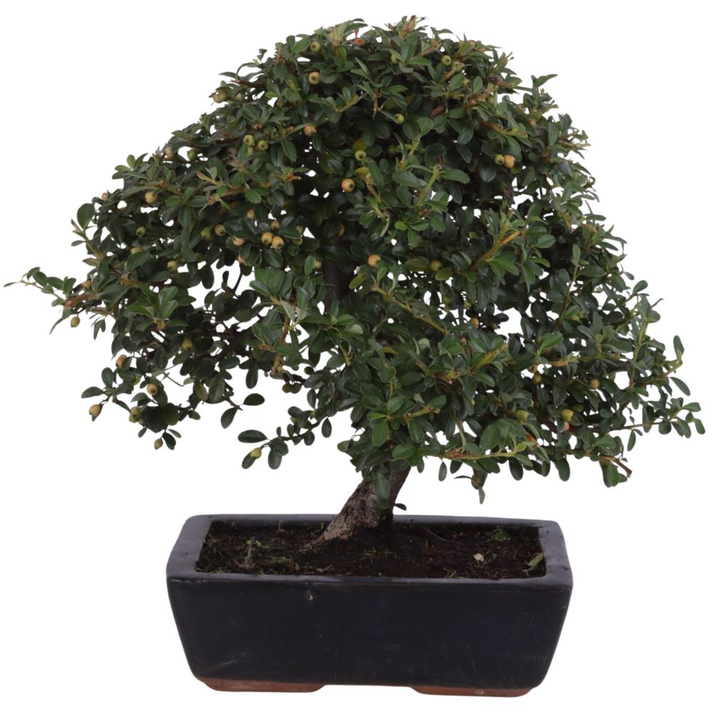 bonsai