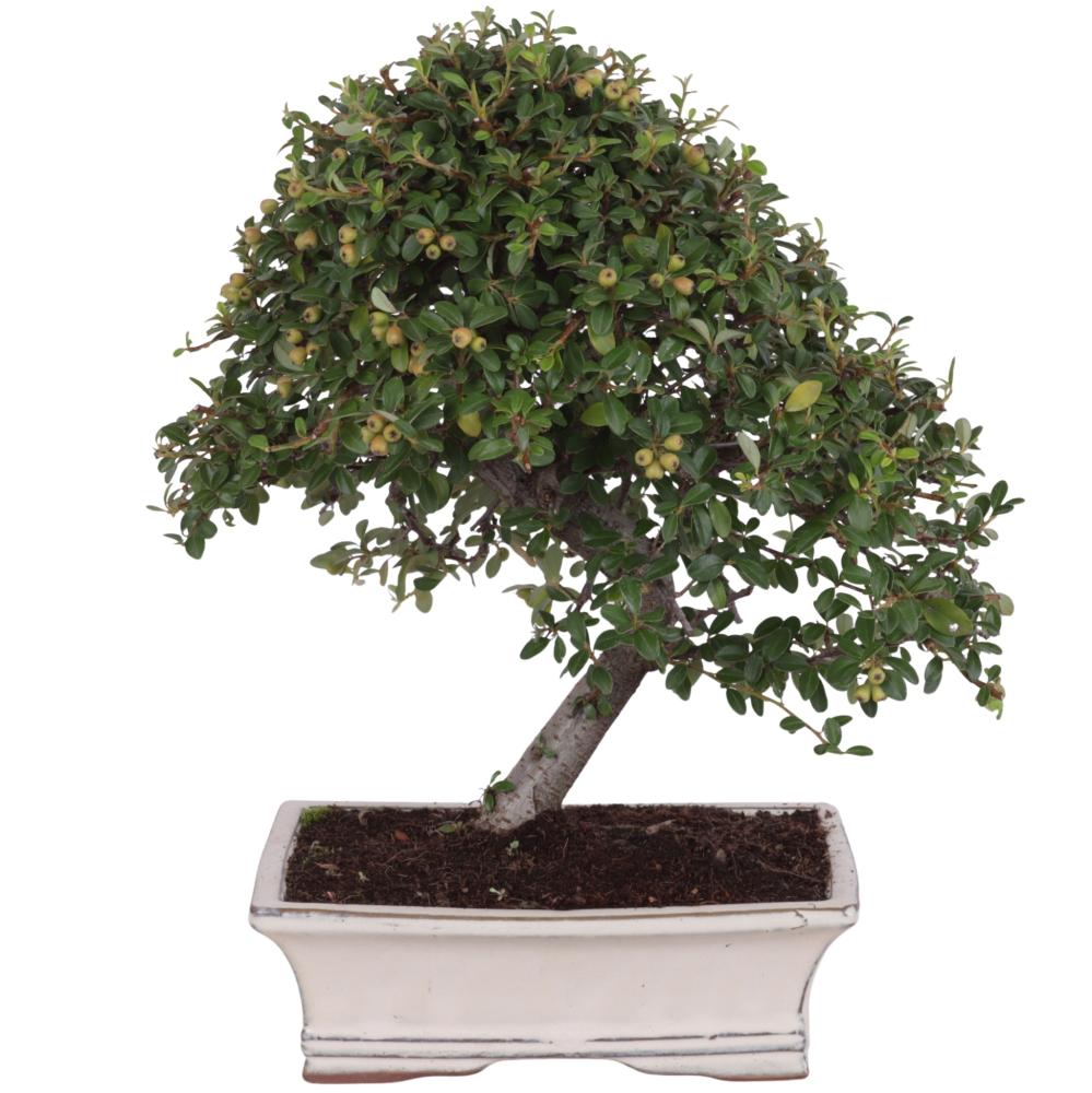 bonsai d'extérieur