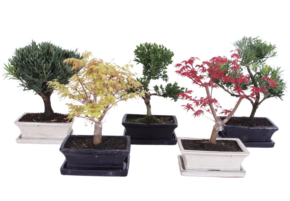 bonsai d'extérieur