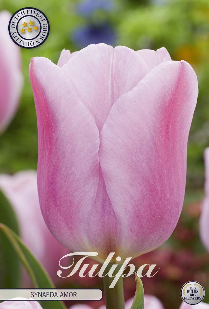 tulipa