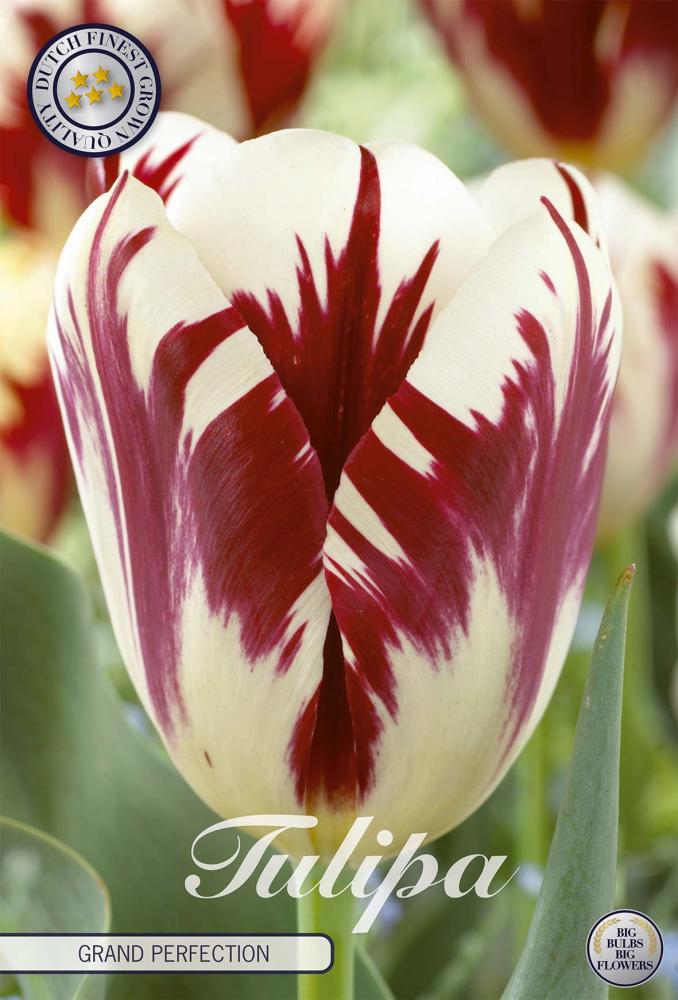 tulipa