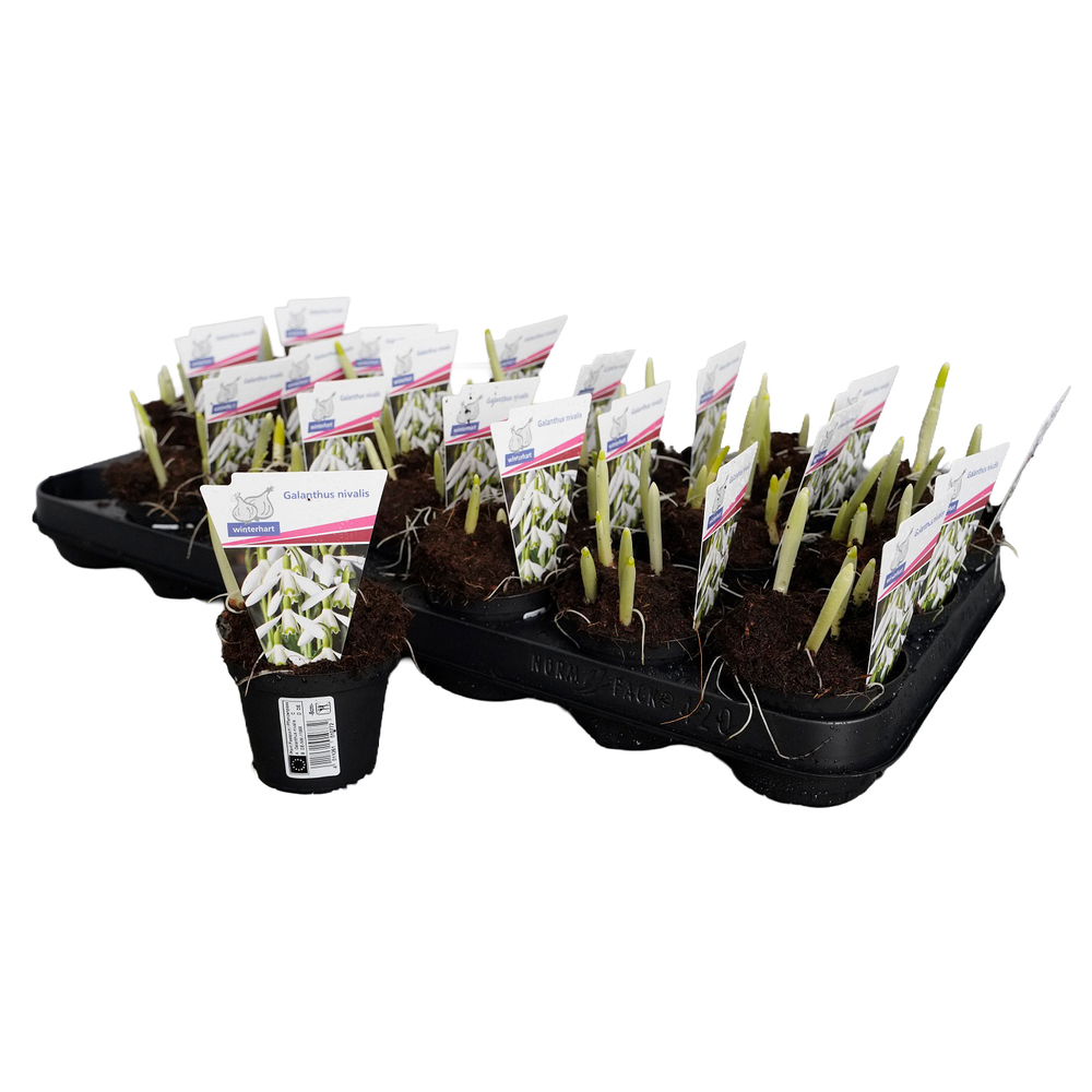 Galanthus nivalis