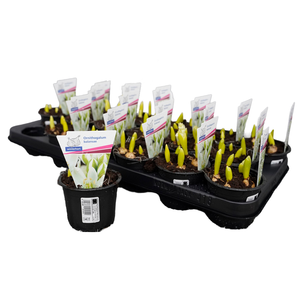 Ornithogalum balansae