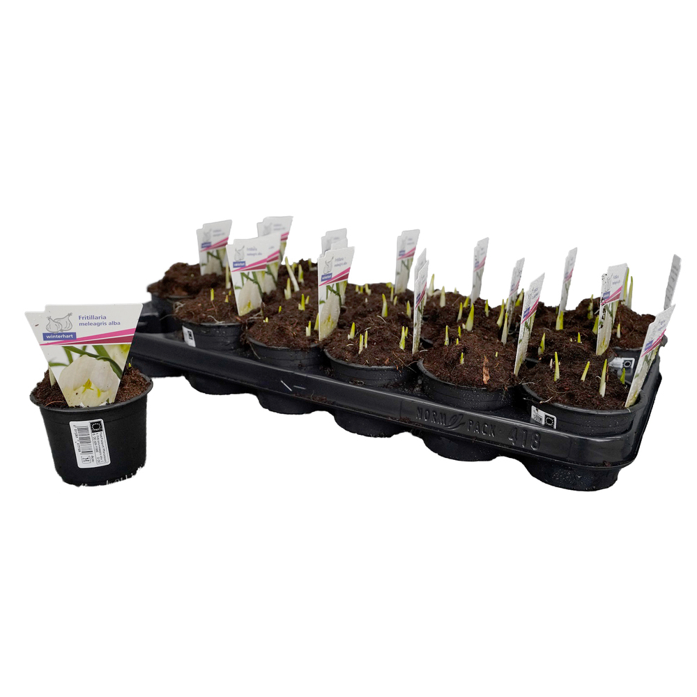 Fritillaria meleagris alba