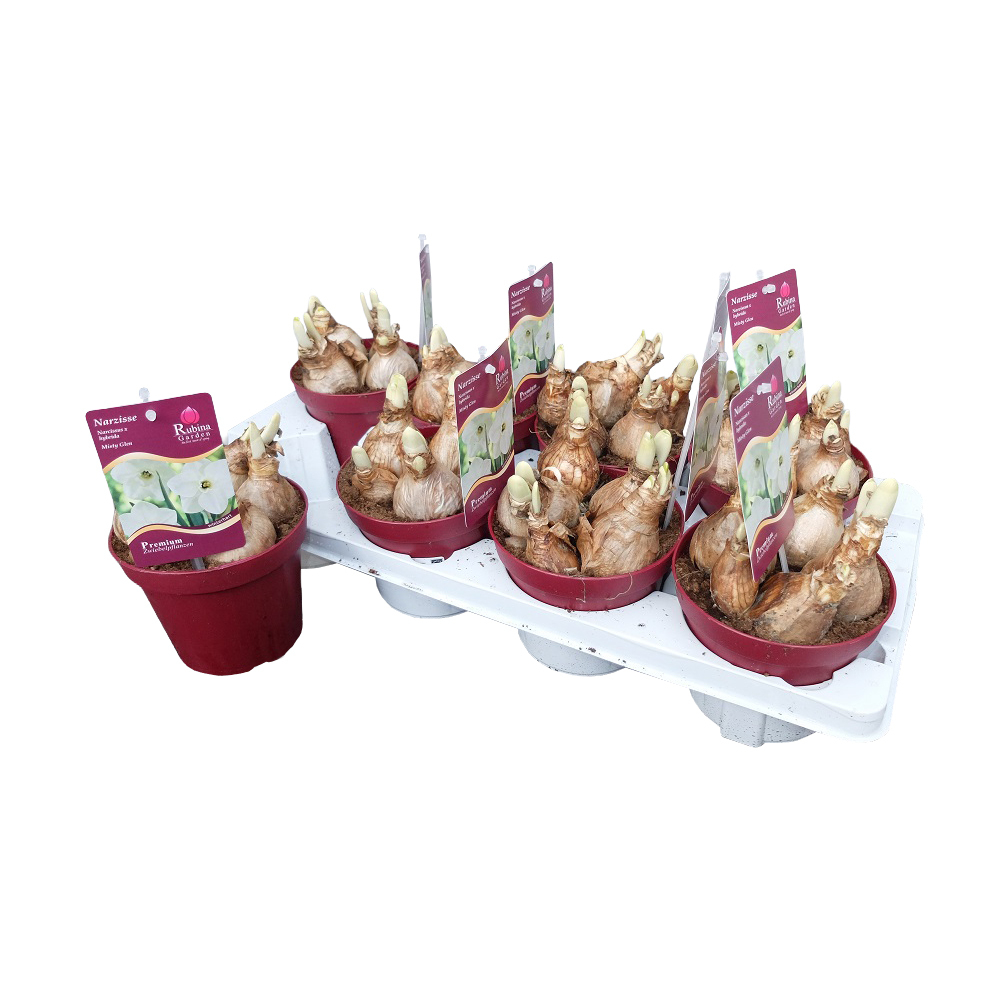 Narcissus misty glen