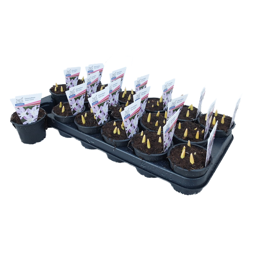 Chinodoxa pink giant