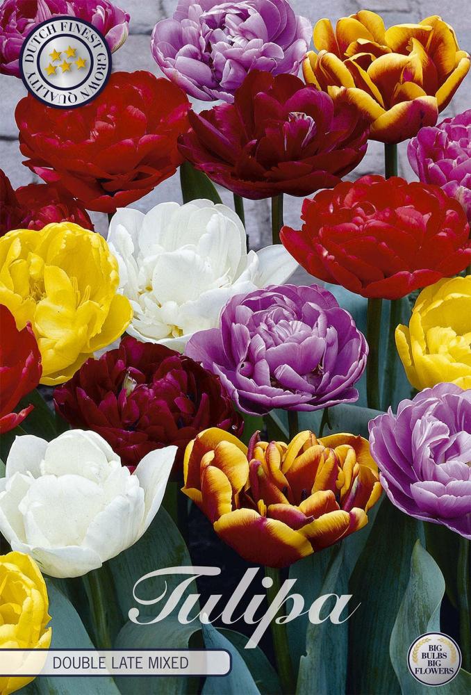 tulipa