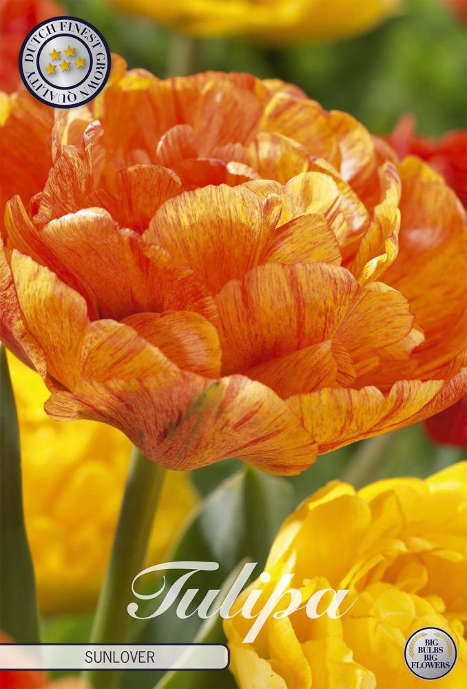 tulipa
