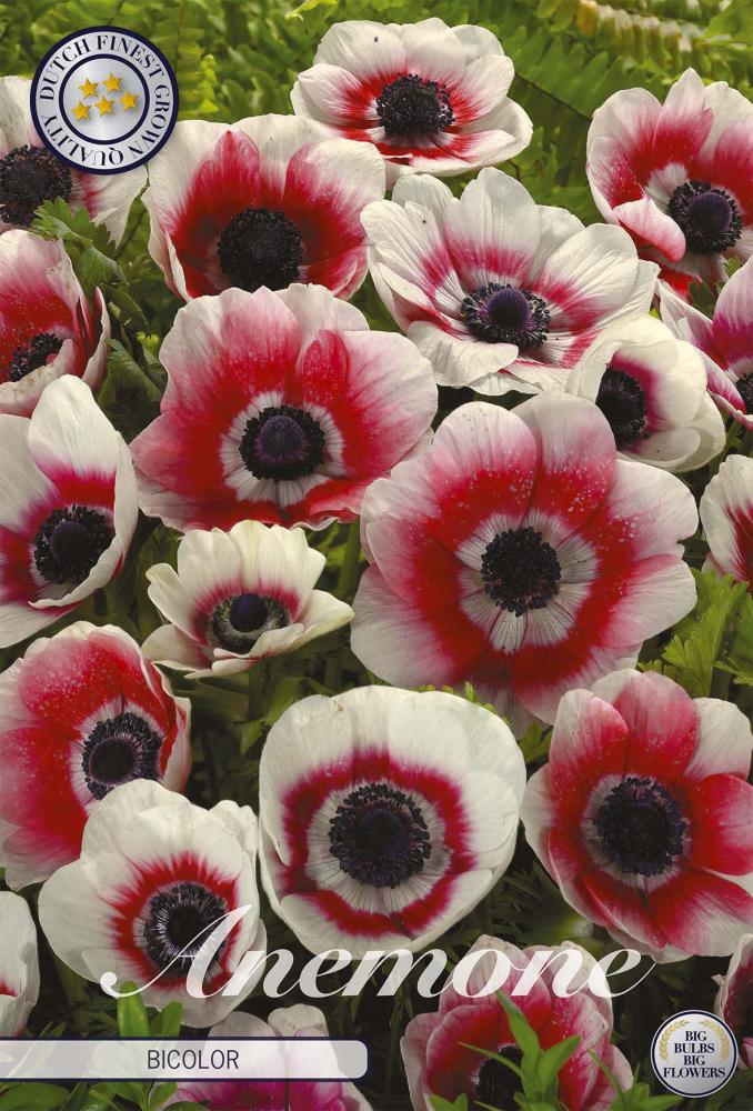 anemone