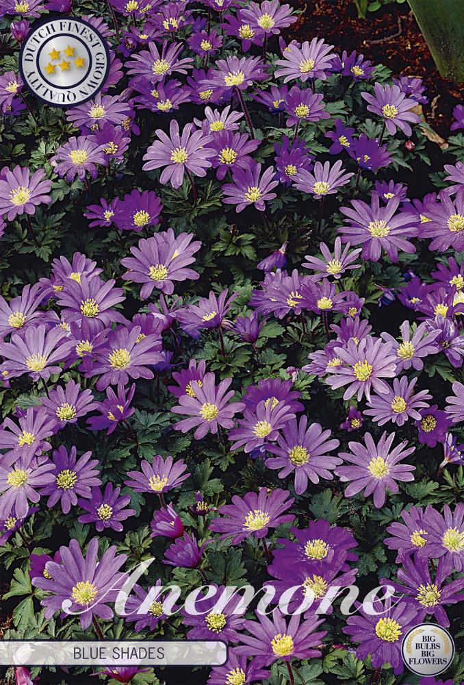 anemone
