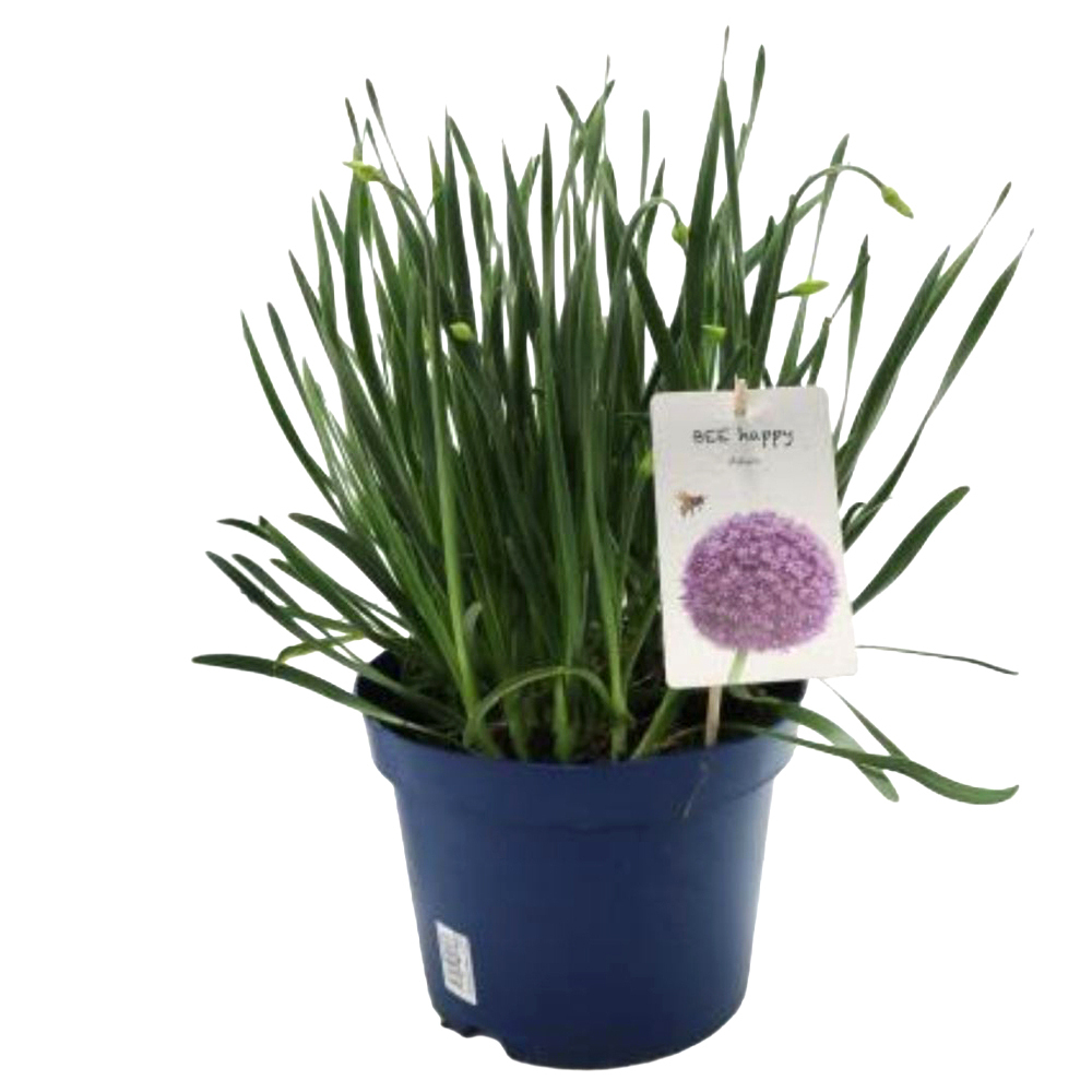 allium senescens millenium