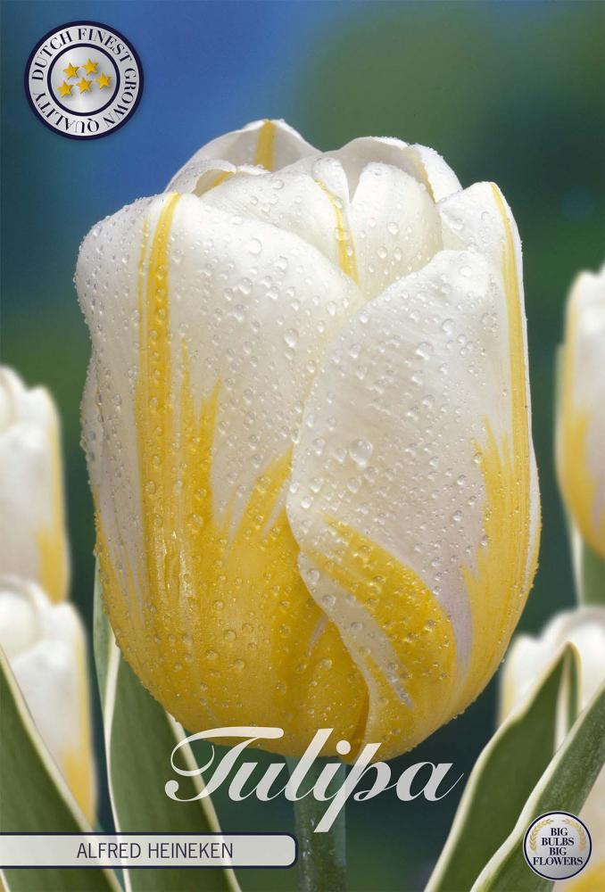 tulipa