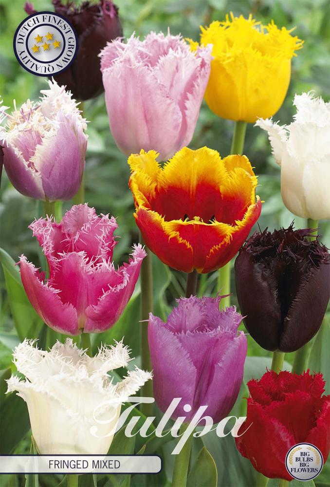 tulipa