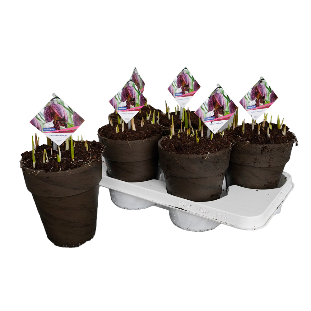 Fritillaria meleagris