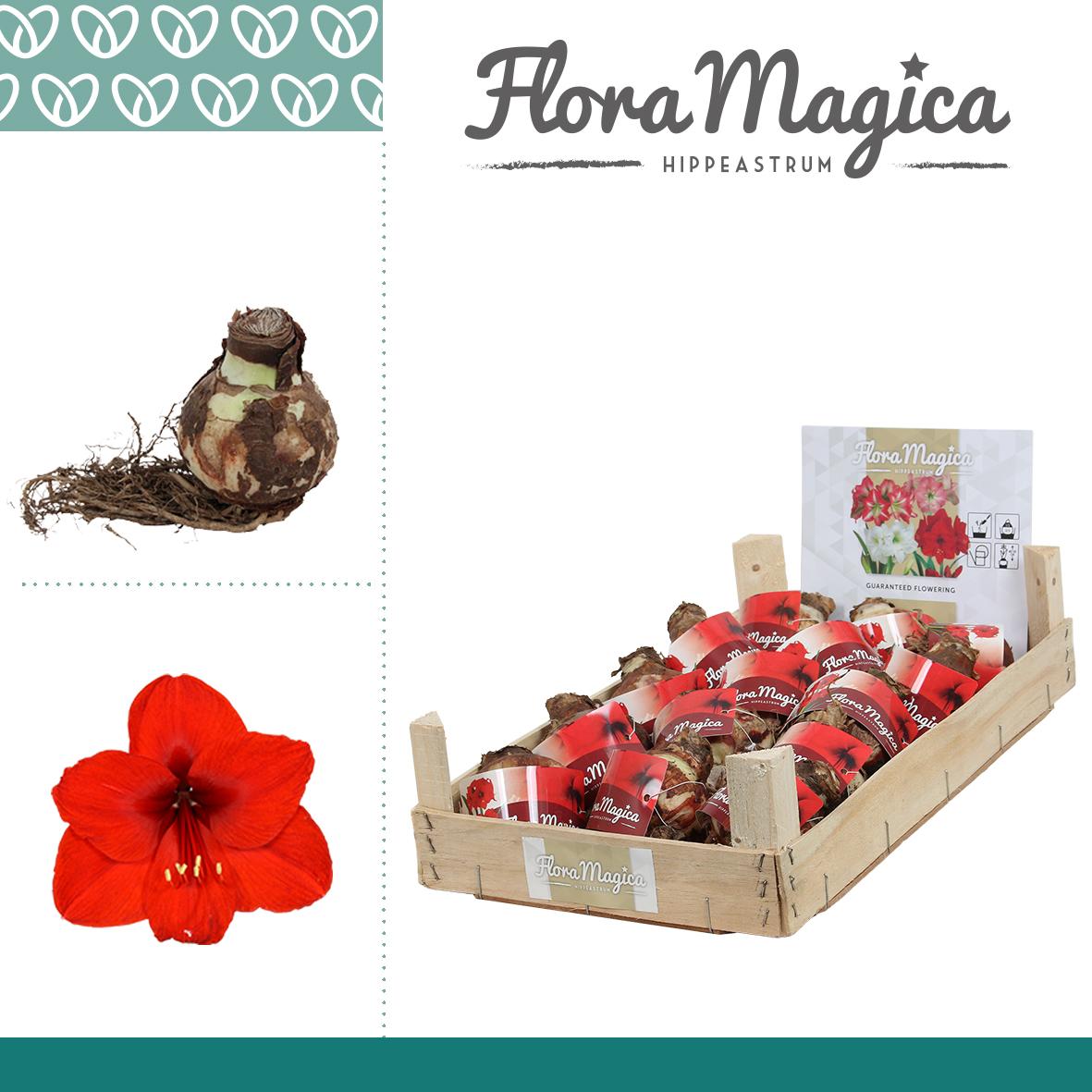 amaryllis-hippeastrum