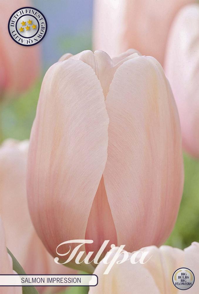 tulipa