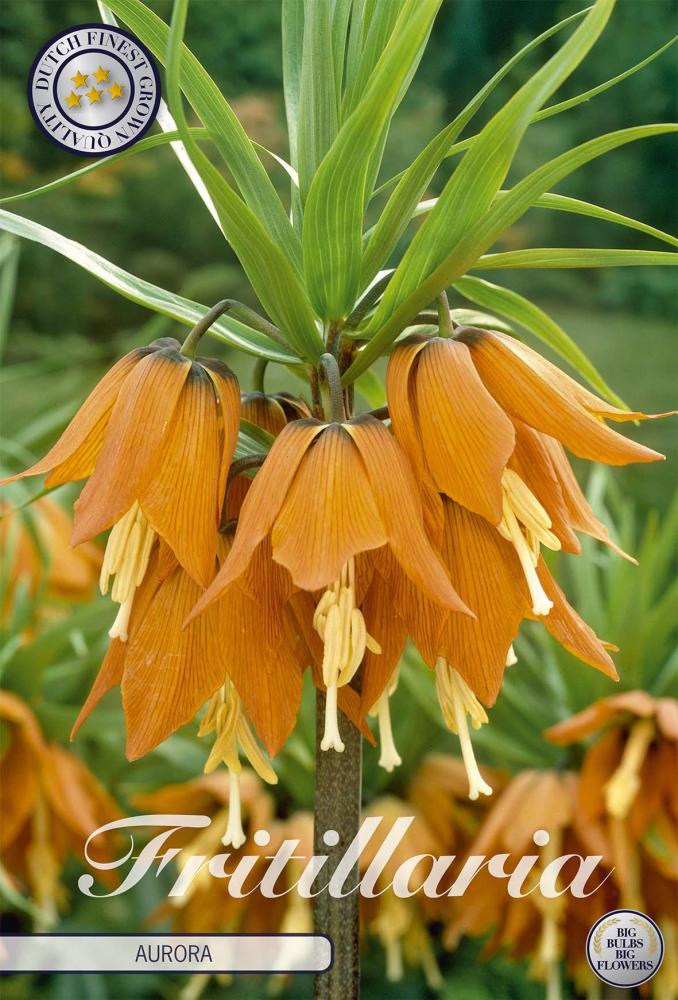 fritillaria