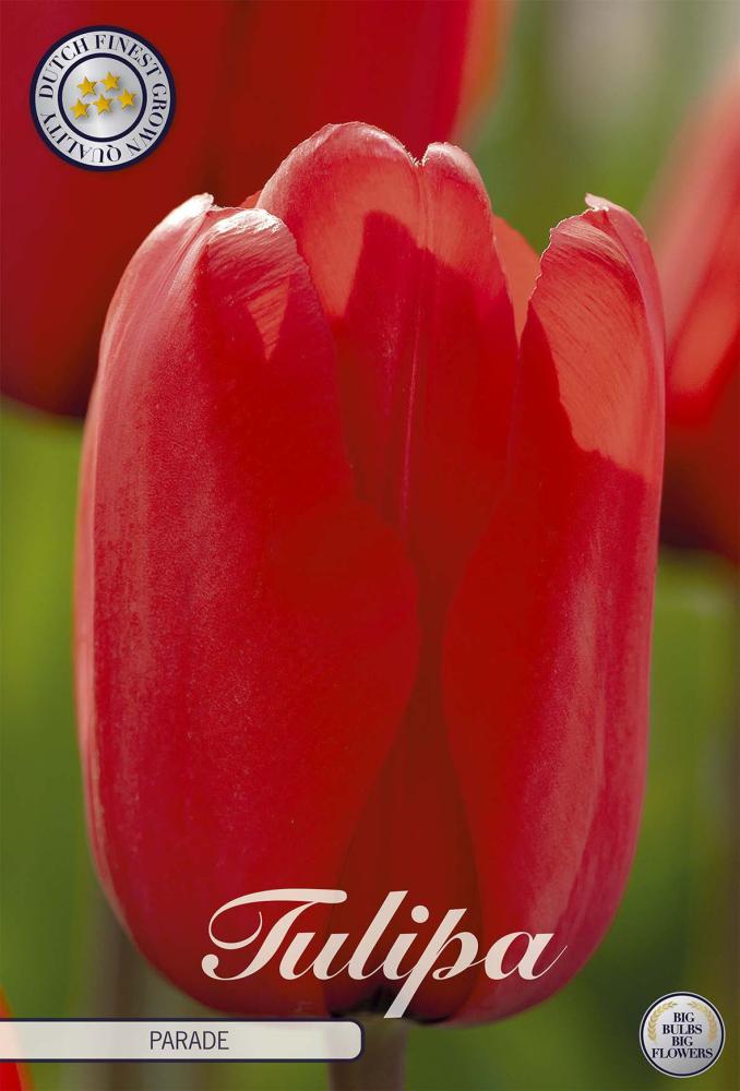 tulipa