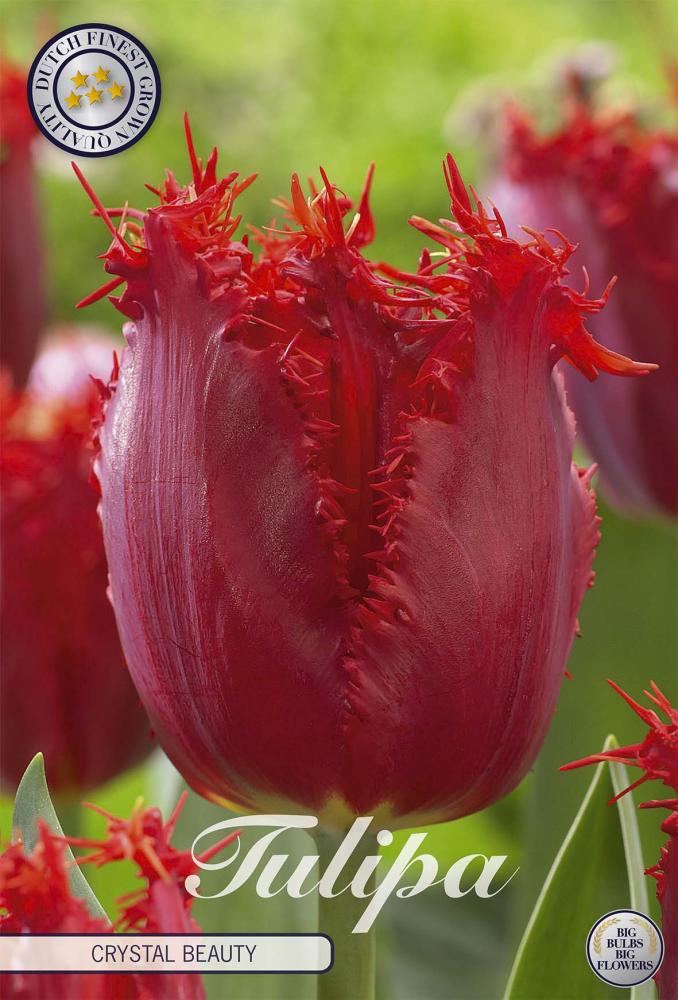 tulipa