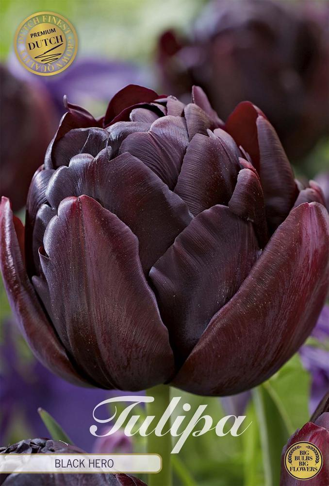 tulipa
