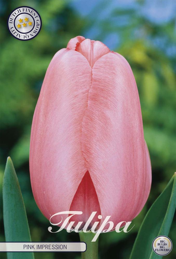 tulipa