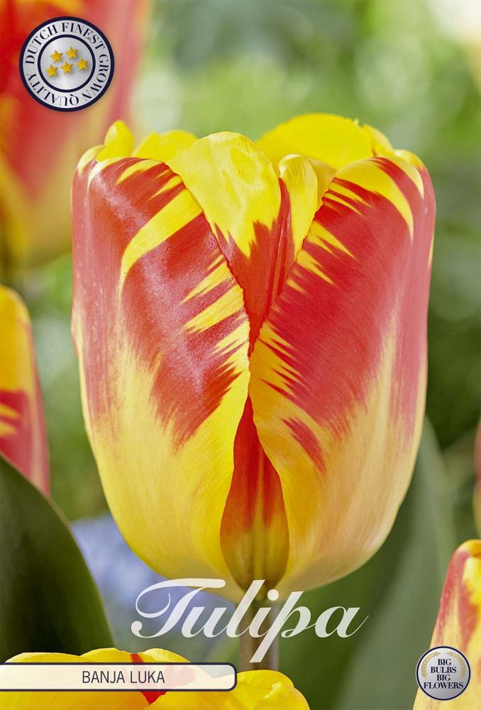 tulipa