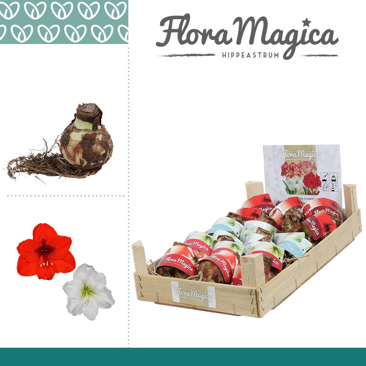 amaryllis-hippeastrum
